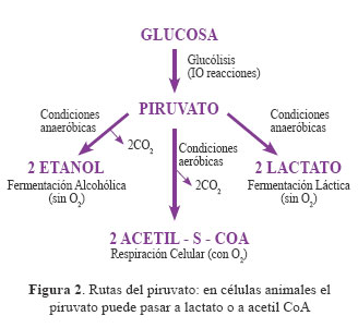 OXIDACIONES BIOLÓGICAS (Cuestionario fecha: 21-28 agosto, 2016) Zkoivo