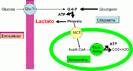 OXIDACIONES BIOLÓGICAS (Cuestionario fecha: 21-28 agosto, 2016) 117tvtd