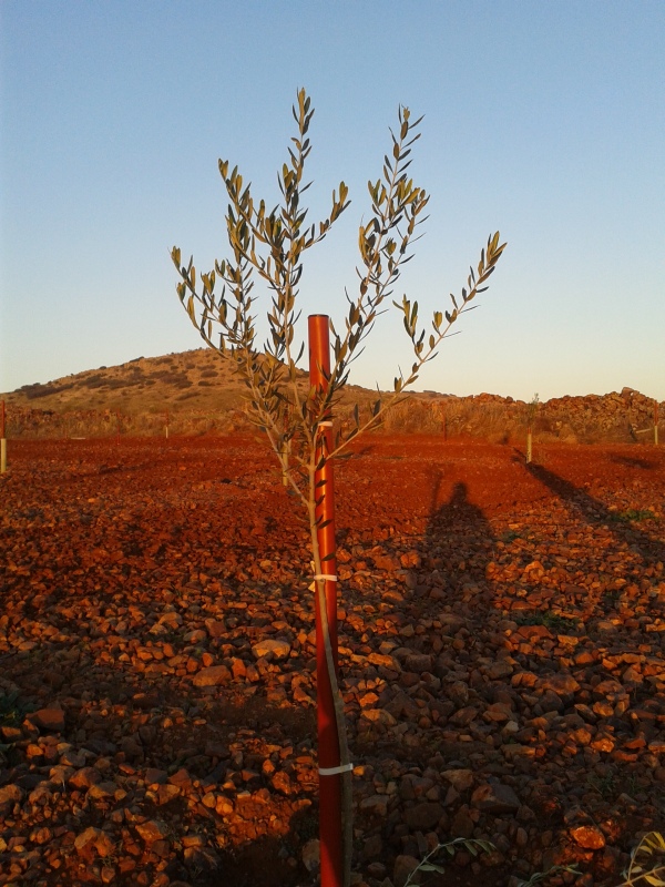 Crecimiento de plantones olivo - Página 5 120nrpd