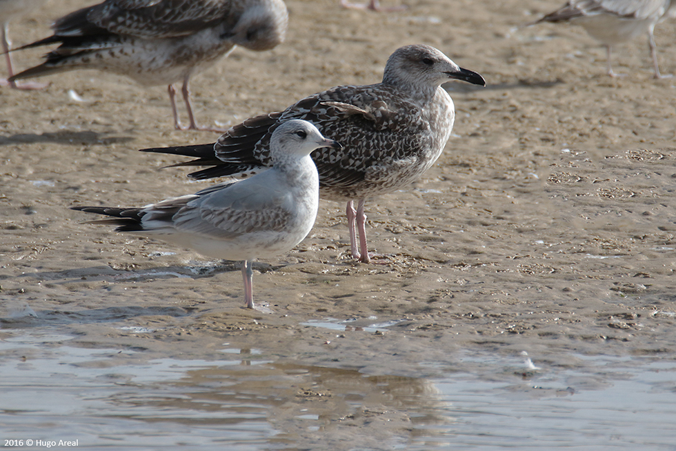 Ajuda na ID - Larus 15g6zm