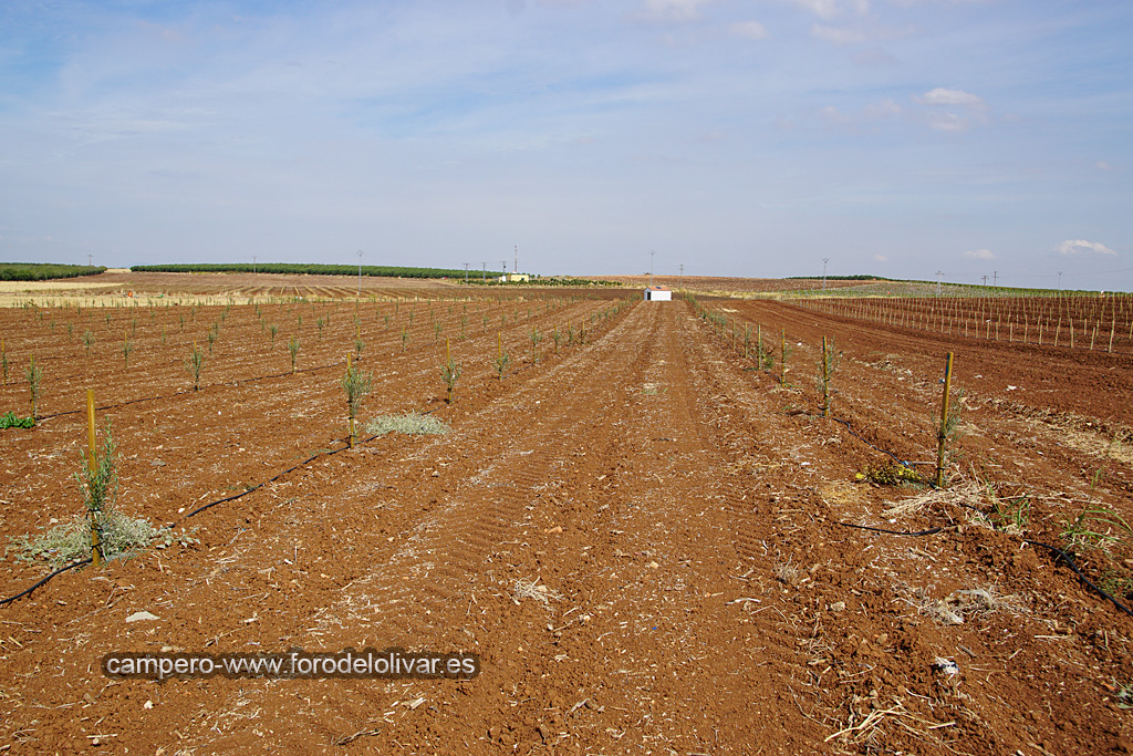 Plantación de olivar superintensivo e intensivo (Badajoz) 16ihdf4