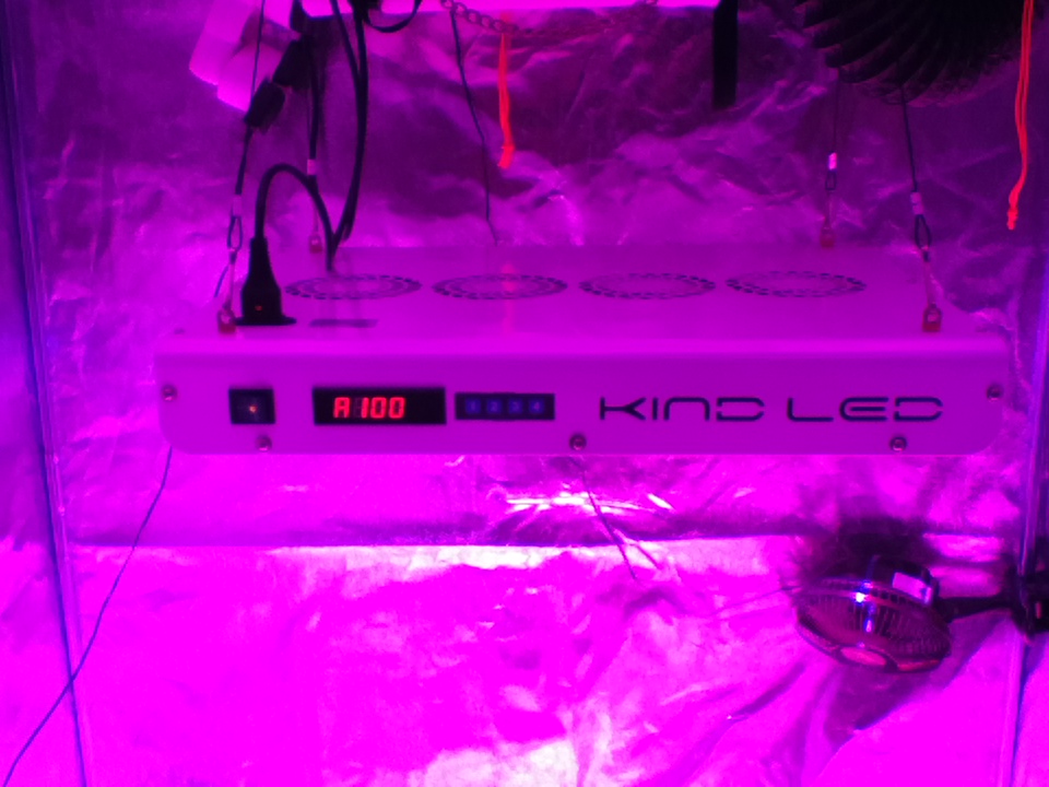 KIND LED GROW LIGHTS - Review 19tg0y