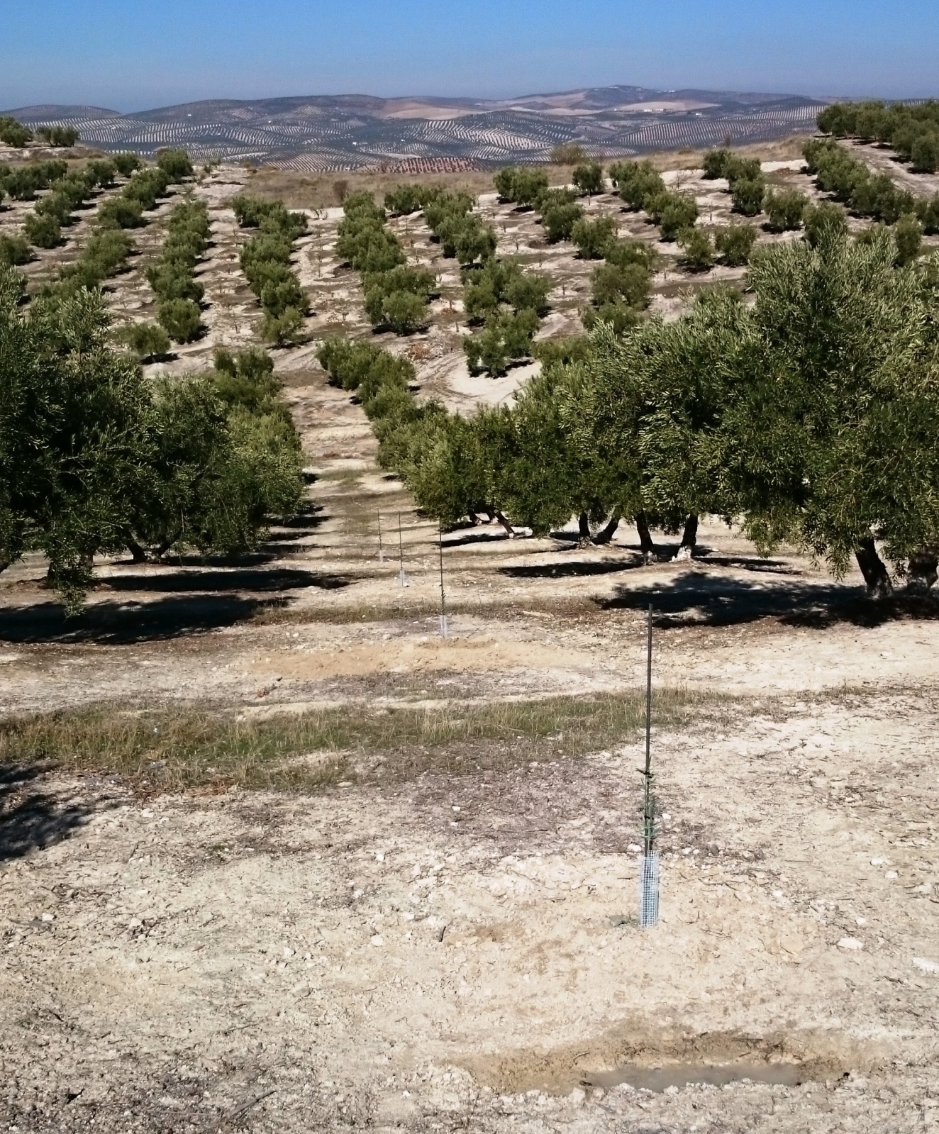 Crecimiento de plantones olivo - Página 3 20hasy8