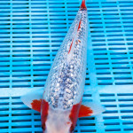 Koi Varieties and History. 24cuofa