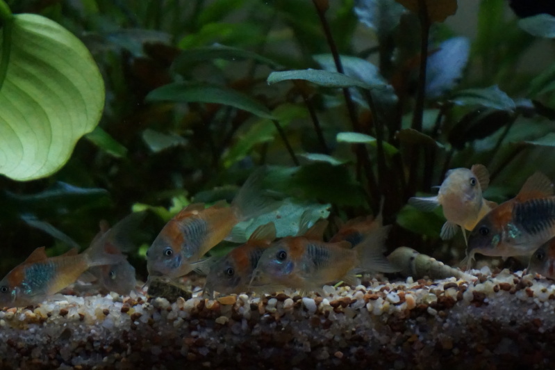 120L corydoras aeneus...(?) 29oixhx