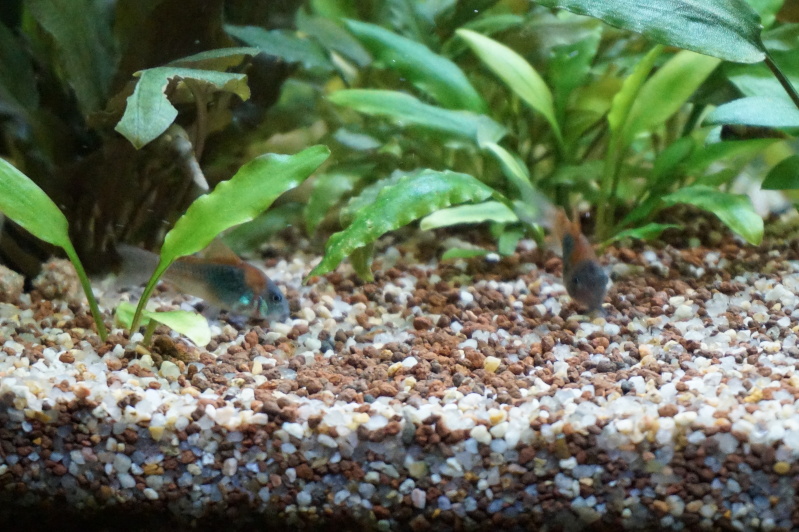 120L corydoras aeneus...(?) 2h81g90