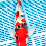 Koi Varieties and History. 2iaeblt