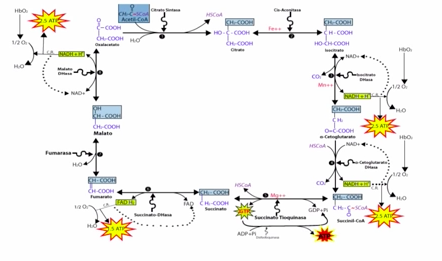 Unidad-I: OXIDACIONES BIOLÓGICAS (Cuestionario p/semana: 14-21 agosto, 2016) 2mx4yew