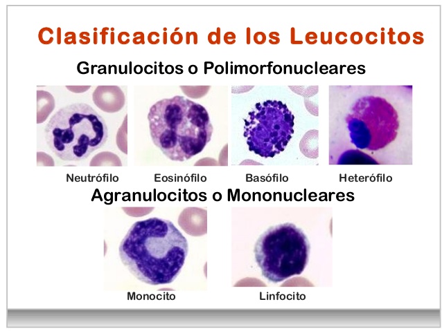 Tejido sanguíneo-hematopoyetico y linfoide (presentado por Daniela Chamorro Caballero) IIB  2qjam0z