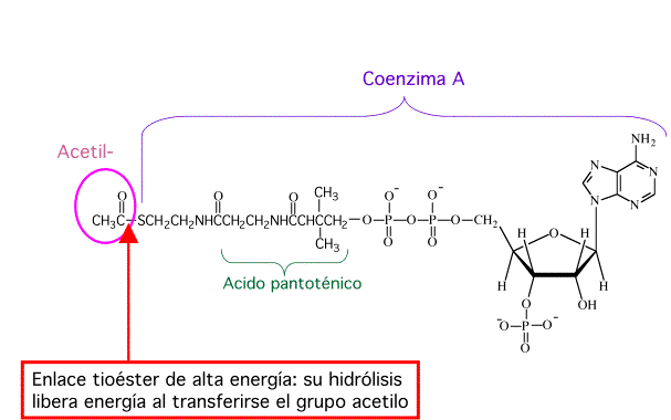 Unidad-I: OXIDACIONES BIOLÓGICAS (Cuestionario p/semana: 14-21 agosto, 2016) 30w9oom