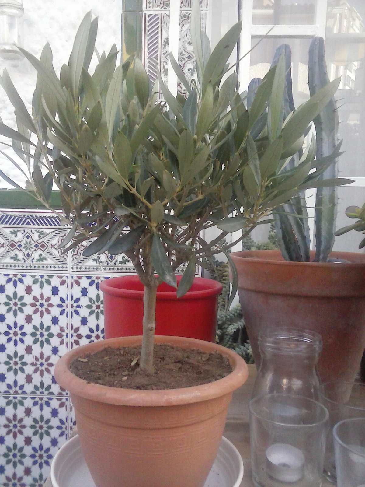 Mi primer Bonsai. Un Olivo. 30wqaep