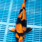 Koi Varieties and History. 33o62hf