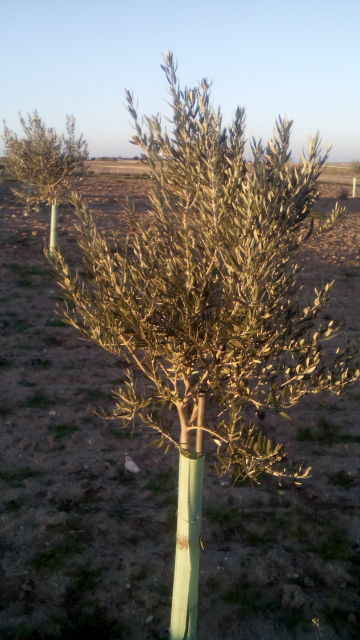 Crecimiento de plantones olivo - Página 5 5lnb0h