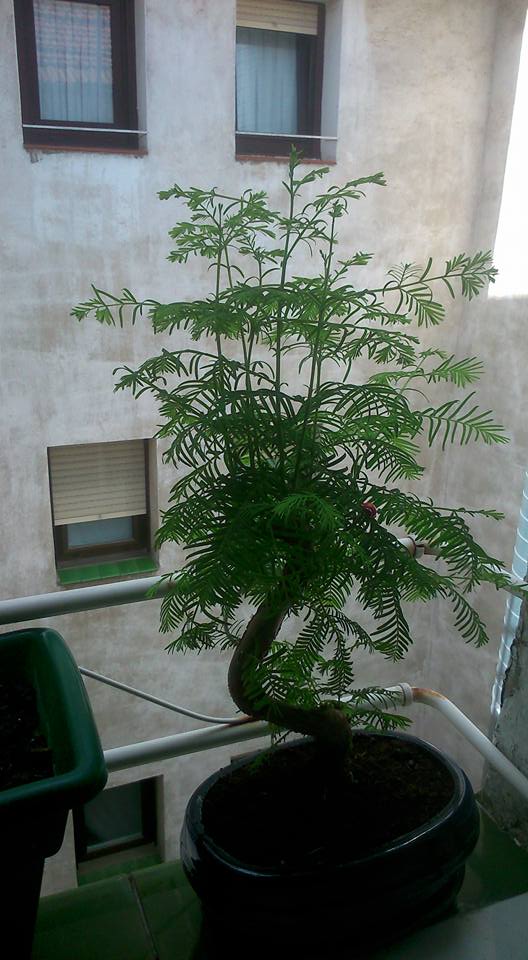 Hola tengo un taxodium o metasecuoya , me podriais guiar? que le tendria que hacer ? de que modo hago la poda? Akwjo9