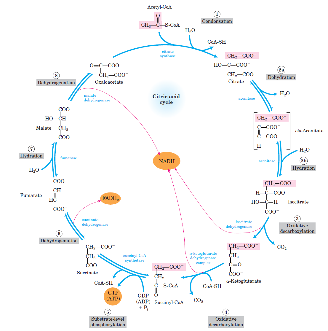 Unidad-I: OXIDACIONES BIOLÓGICAS (Cuestionario p/semana: 14-21 agosto, 2016) Amcnyr