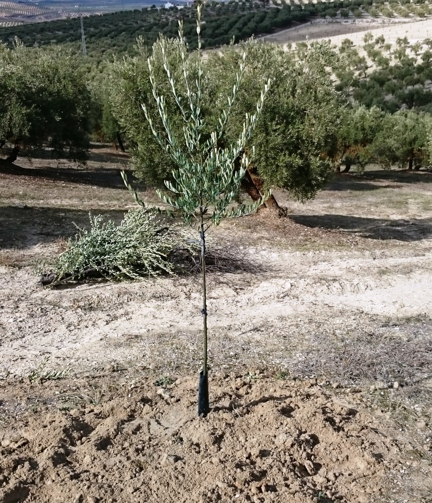 Crecimiento de plantones olivo - Página 4 Dwdp5j