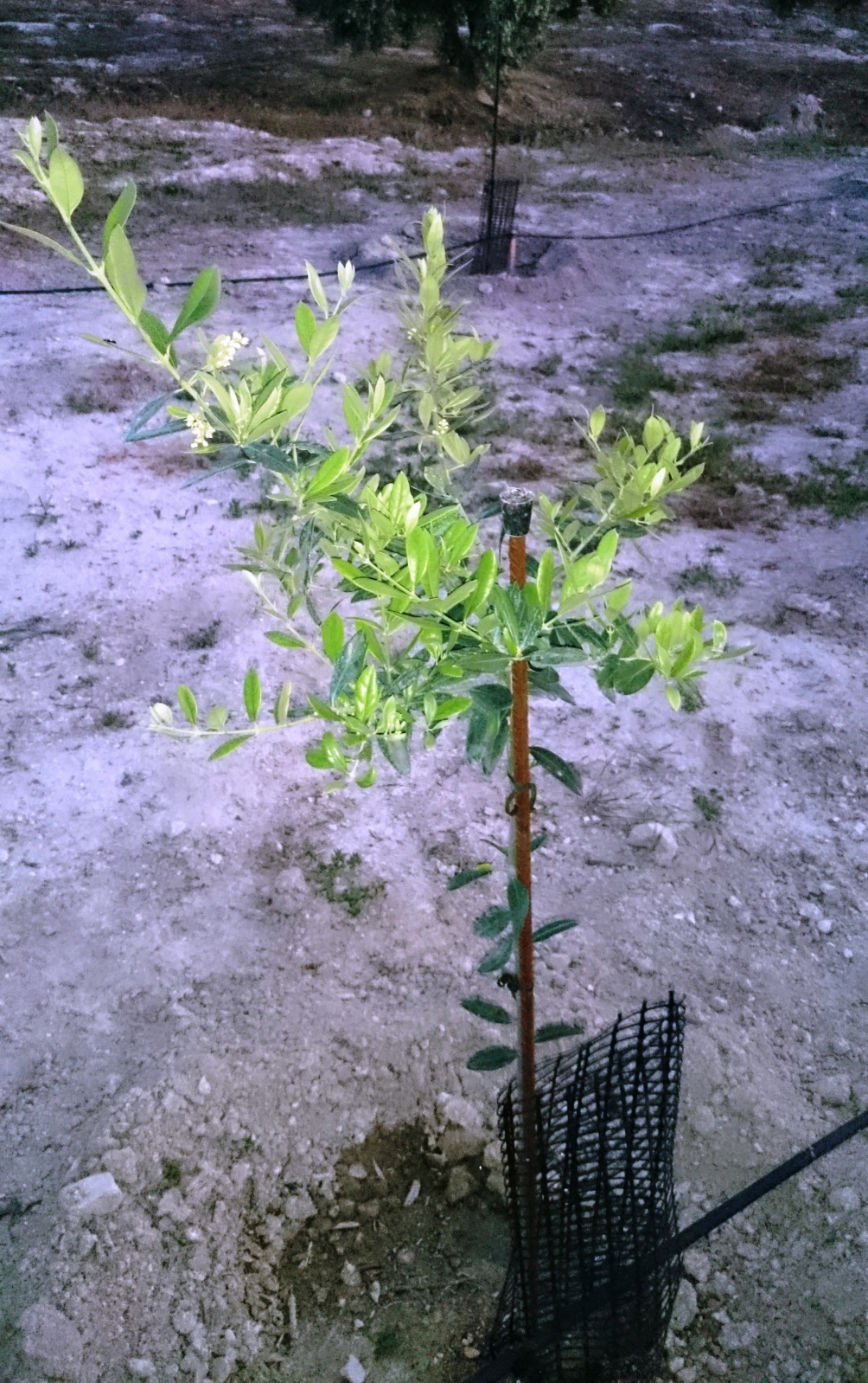Tratamiento plantones de olivo post-plantación (Badajoz) Fnscix