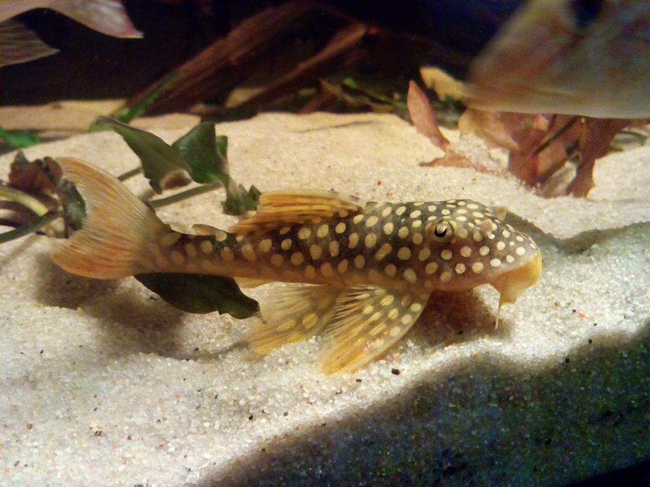 Scobinancistrus aureatus (L14)   Burgess, 1994 , Sunshine Pleco Hwhnc0