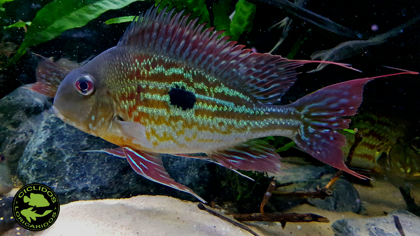 Geophagus winemilleri LÓPEZ-FERNÁNDEZ & TAPHORN, 2004 - Página 3 Ngbzo6