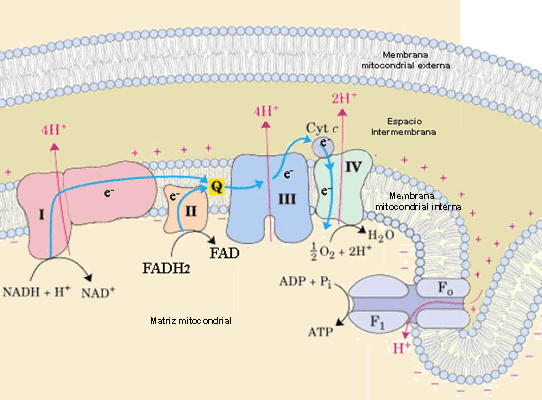 OXIDACIONES BIOLÓGICAS (Cuestionario fecha: 21-28 agosto, 2016) R25i69