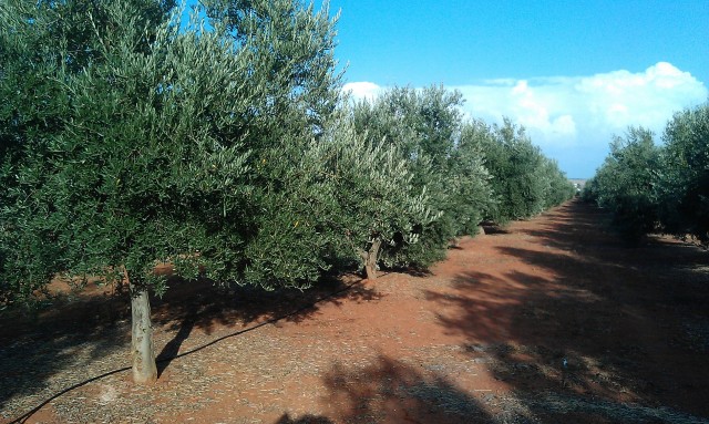 Olivar a finales de verano en Sierra Morena y el alto Guadalquivir W0qsd3