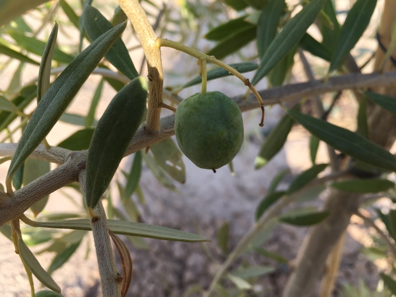 Plantones de olivo que no crecen, aceitunas deformes, hojas amarillas y plantón que se seca (Murcia) Xknl1c