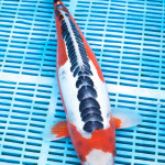 Koi Varieties and History. Xofk7d