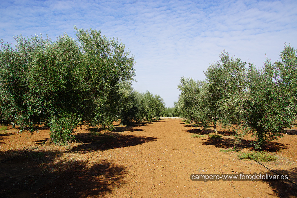 Plantación de olivar marco tradicional reconvertido a intensivo (Badajoz) 14b3k00