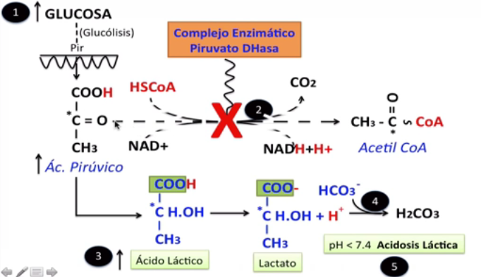 OXIDACIONES BIOLÓGICAS (Cuestionario fecha: 21-28 agosto, 2016) 1zn1rib