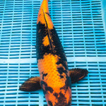 Koi Varieties and History. 23hlwys