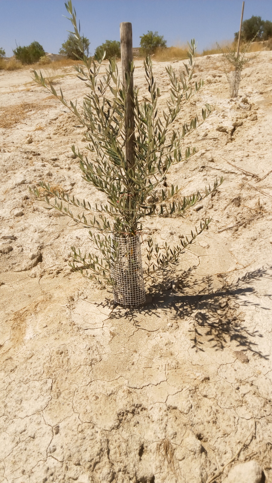 Tratamiento plantones de olivo post-plantación (Badajoz) 288qrud