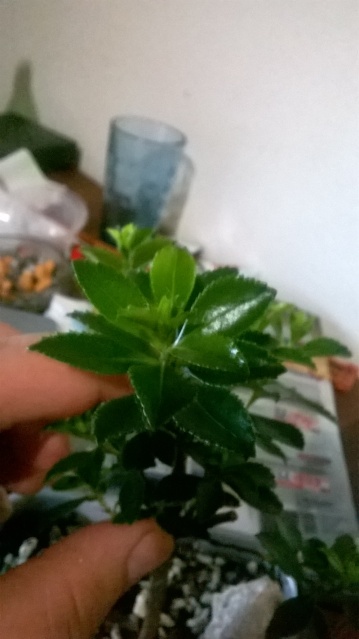 Fukuro Gold, ¿De que especie de bonsai se trata? 29p9oo9