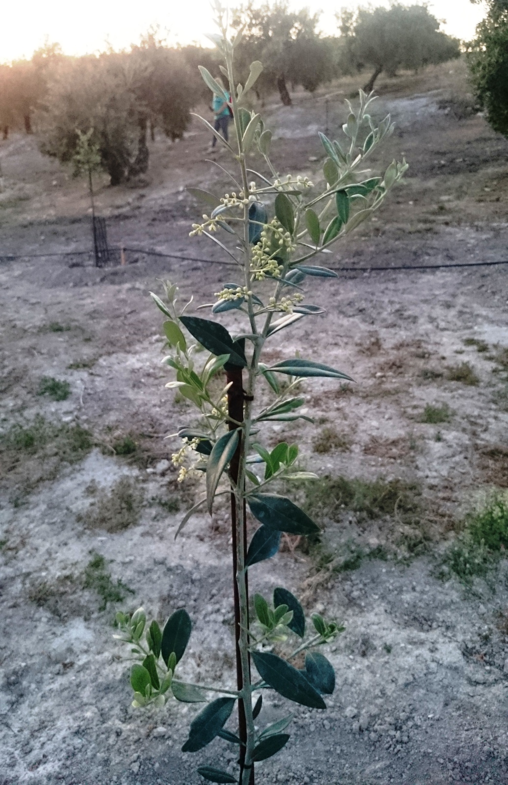 Tratamiento plantones de olivo post-plantación (Badajoz) 29y9zk