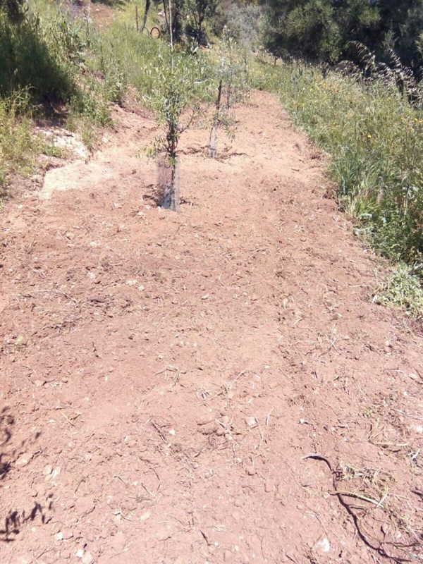 Tratamiento plantones de olivo post-plantación (Badajoz) 2a5gqbt