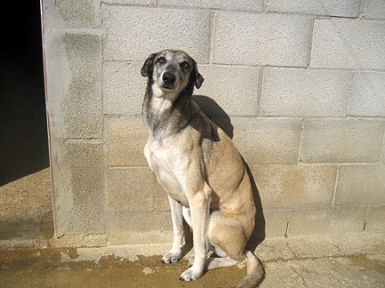 mastin - *Duende (enero 2008), cruce de galgo con mastin en adopcion. Es muy bueno y amigable, aunque es miedoso y necesita una adopcion especial... un hogar donde aprender a confiar... (PE) 2hwfsya