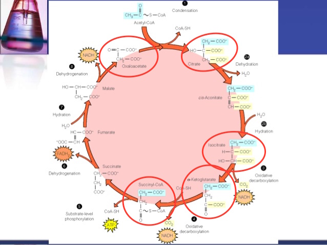 Unidad-I: OXIDACIONES BIOLÓGICAS (Cuestionario p/semana: 14-21 agosto, 2016) 2hxwtq0