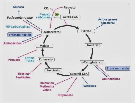 Unidad-I: OXIDACIONES BIOLÓGICAS (Cuestionario p/semana: 14-21 agosto, 2016) 2ijq1vq