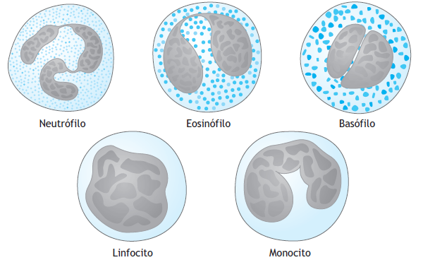 TEJIDO SANGUÍNEO, HEMATOPOYÉTICO, Y LINFÁTICO.  2ll29gl