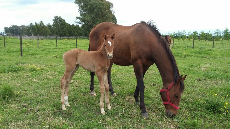 HARAS NYCSI - Página 2 2nqyuep