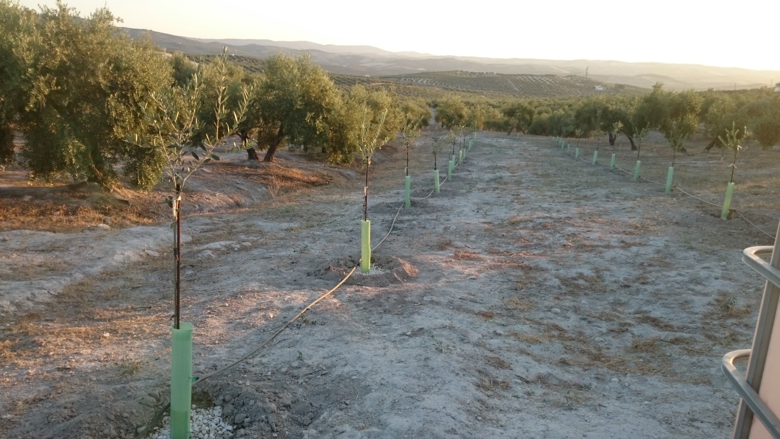 Tratamiento plantones de olivo post-plantación (Badajoz) 2qd1xf6