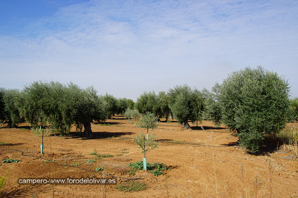 Plantación de olivar marco tradicional reconvertido a intensivo (Badajoz) 2ur47jt