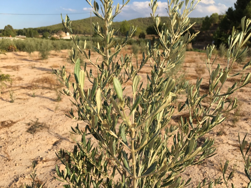 Plantones de olivo que no crecen, aceitunas deformes, hojas amarillas y plantón que se seca (Murcia) 2uyj6o4