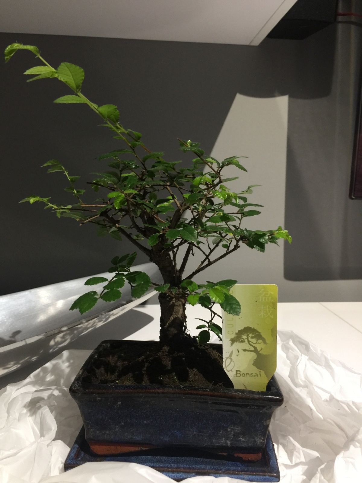 Mi primer bonsai  301hb3d