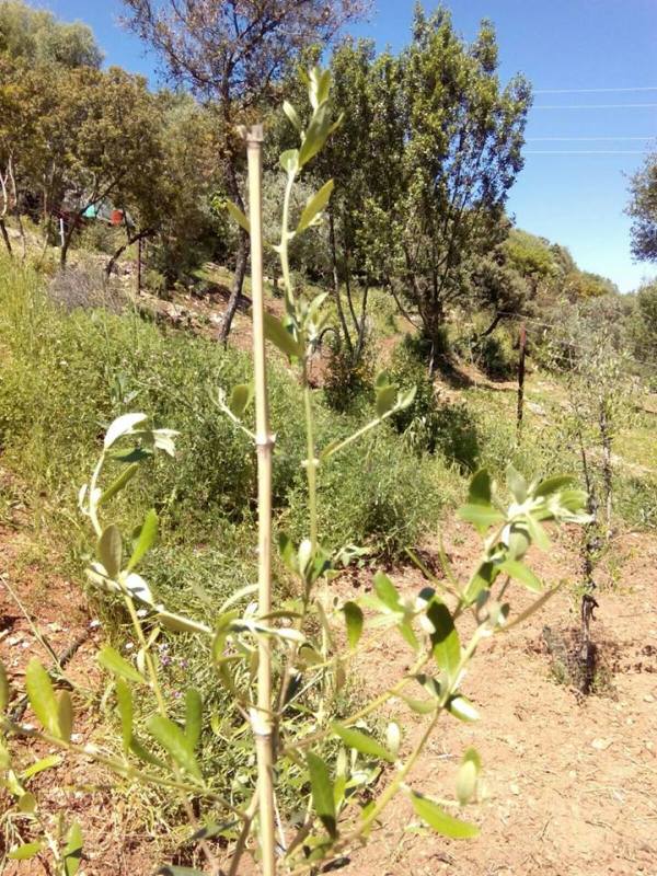 Tratamiento plantones de olivo post-plantación (Badajoz) 33zcun7
