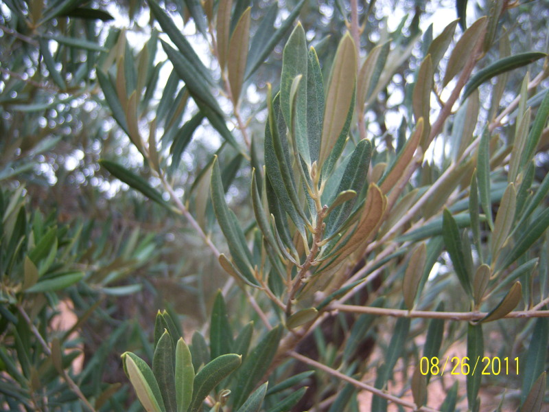 Análisis foliar Dakhla Enero 2016 (Almería) 6hjgno