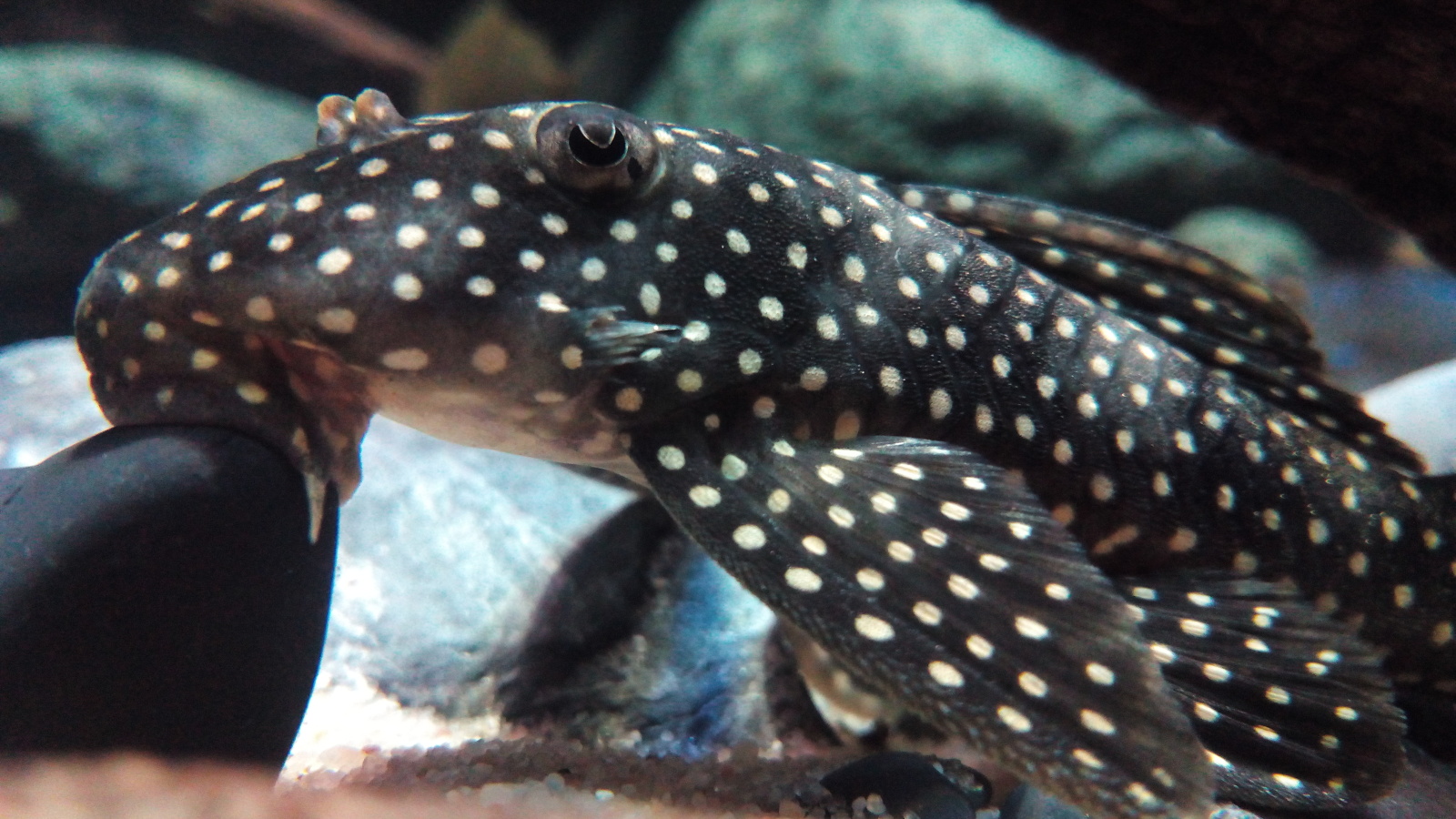 Scobinancistrus cf. pariolispos (L48), Golden Cloud Pleco 6ro5zb