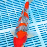 Koi Varieties and History. 9hm1yo