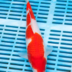 Koi Varieties and History. F1wprd