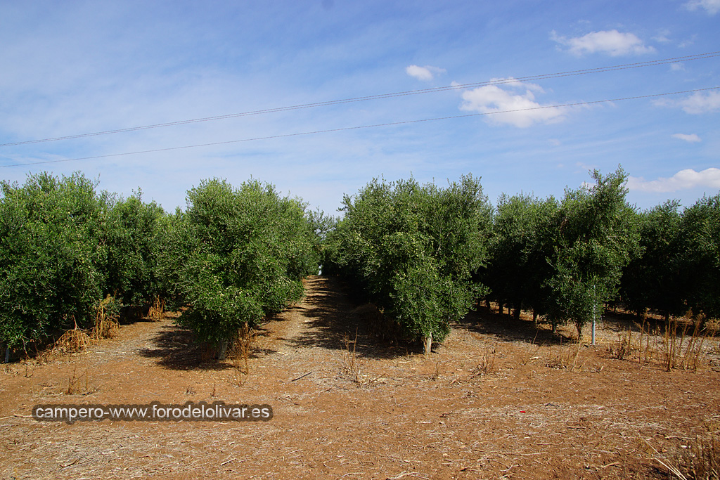 Plantación de olivar superintensivo adulto (Badajoz) Jj4plg