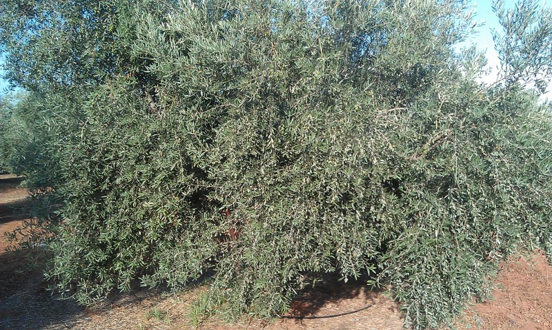 Olivar a finales de verano en Sierra Morena y el alto Guadalquivir Jjmech